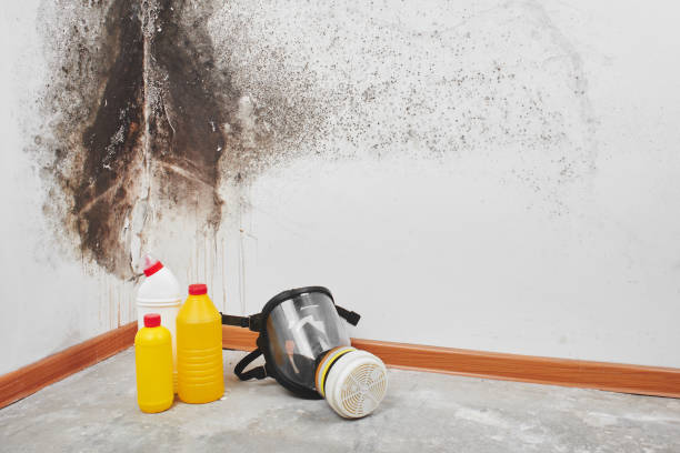 Best Attic Mold Remediation in Brillion, WI