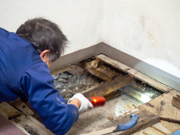 Best DIY Mold Remediation Support Services in Brillion, WI