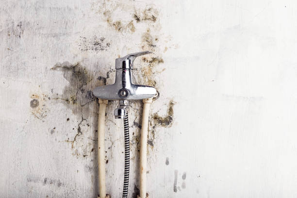 Best Industrial Mold Remediation in Brillion, WI