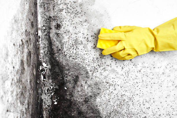 Best Bathroom Mold Remediation in Brillion, WI