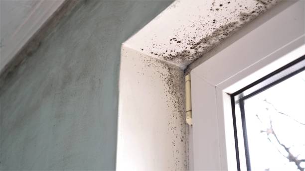 Best Black Mold Remediation in Brillion, WI