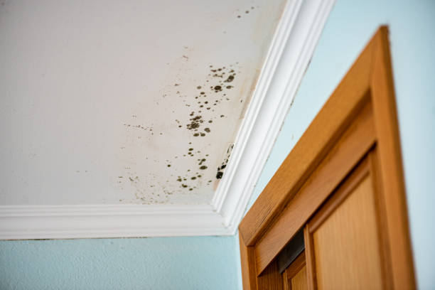 Best Residential Mold Remediation in Brillion, WI