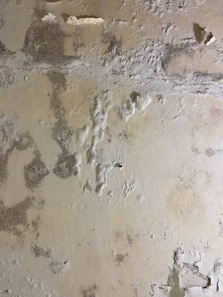 Best Mold Remediation for Specific Building Types in Brillion, WI