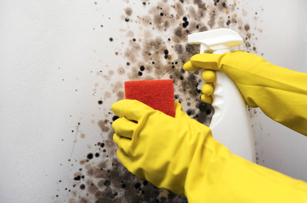 Best Residential Mold Remediation in Brillion, WI