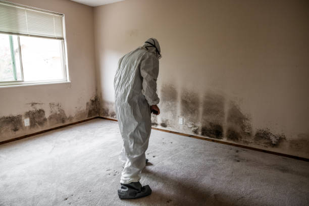 Best Emergency Mold Remediation in Brillion, WI