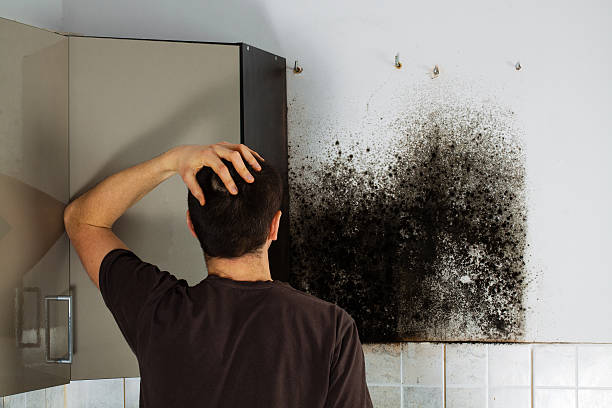 Best Health and Safety Mold Remediation in Brillion, WI