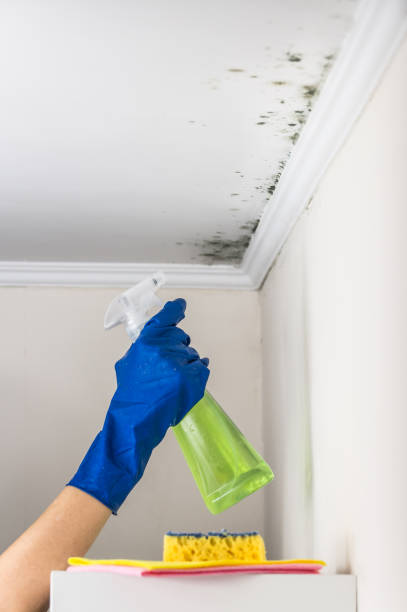 Best Mold Testing and Inspection Services in Brillion, WI